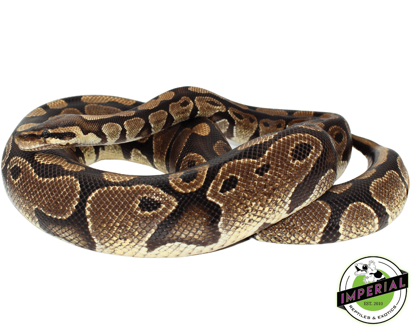 100% het Albino Ball Python Adult — image 2