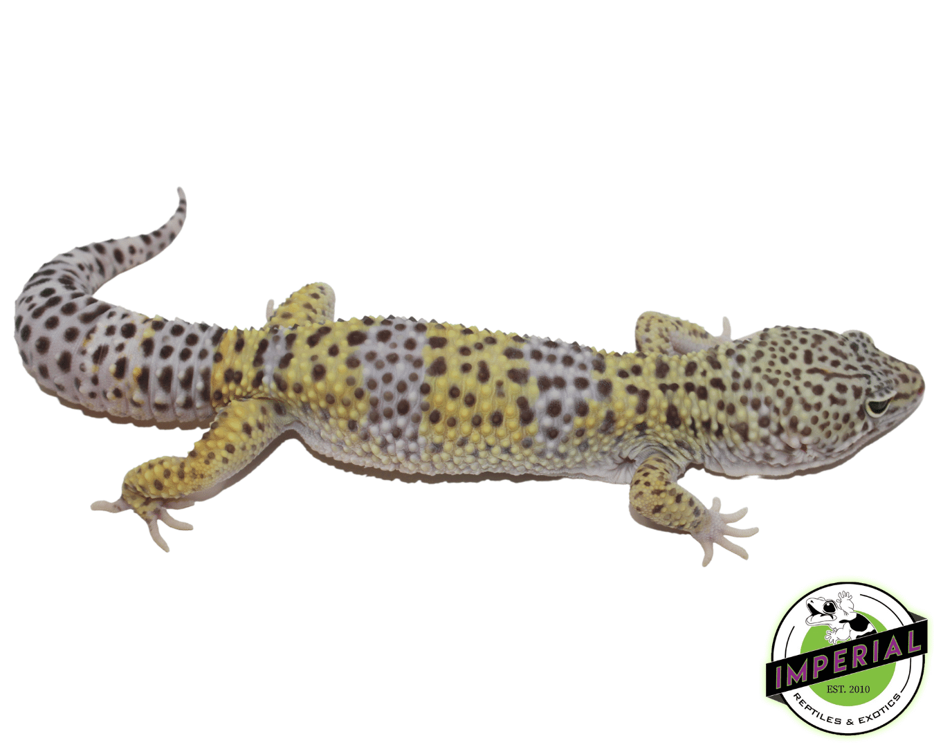 100% Het. Rainwater Leopard Gecko Adult