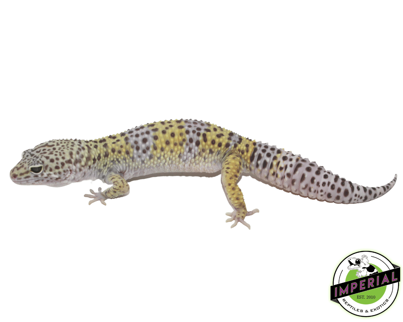 100% Het. Rainwater Leopard Gecko Adult — image 2