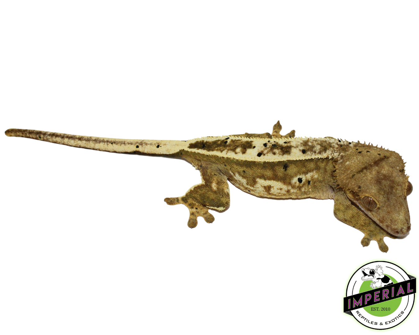 100% Pinstripe C2 Citrus Crested Gecko Adult Female (#12324-06) — image 2