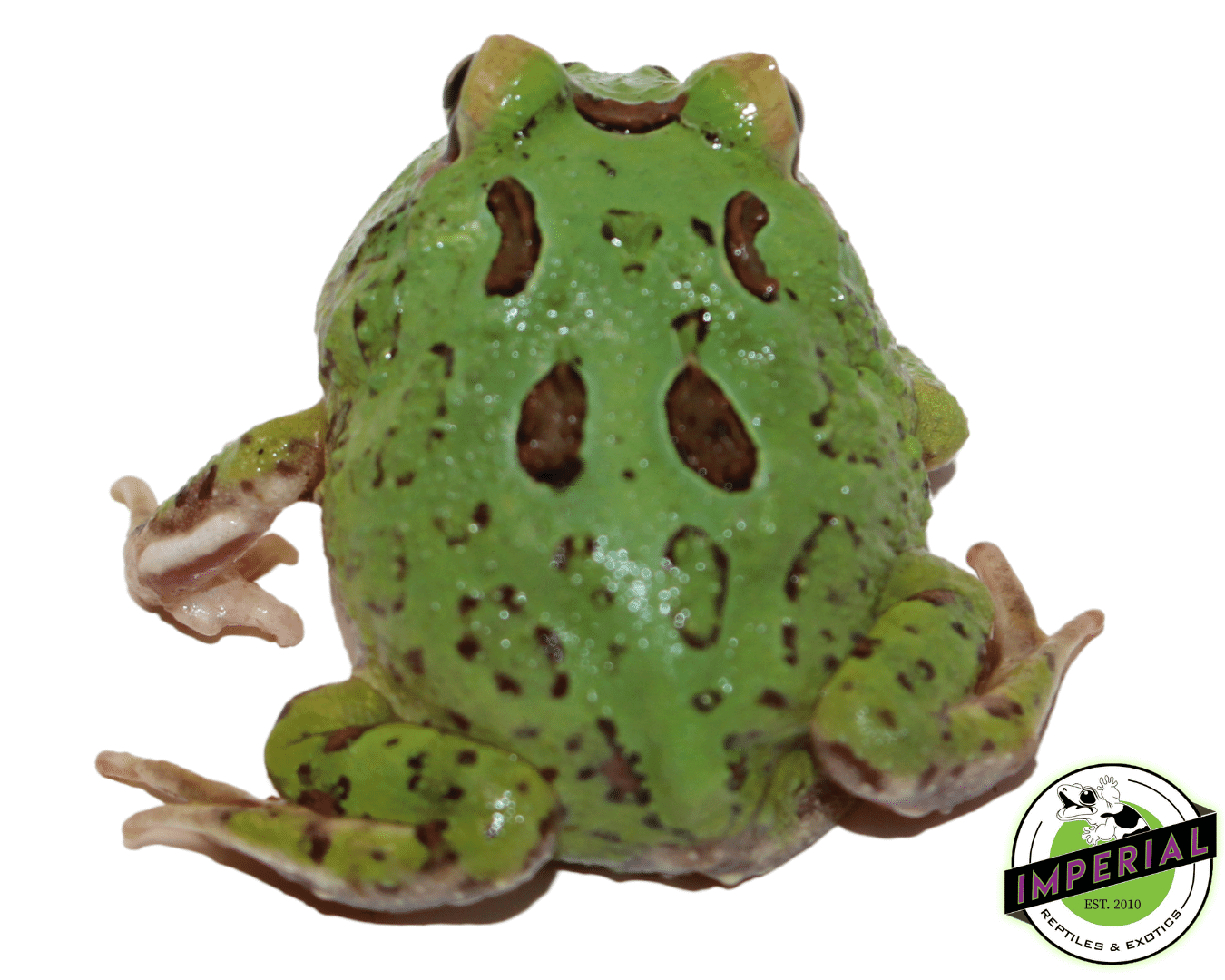4 Spot Pacman Frog — image 2