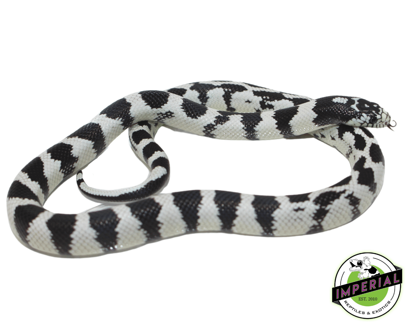 50/50 Banded California Kingsnake