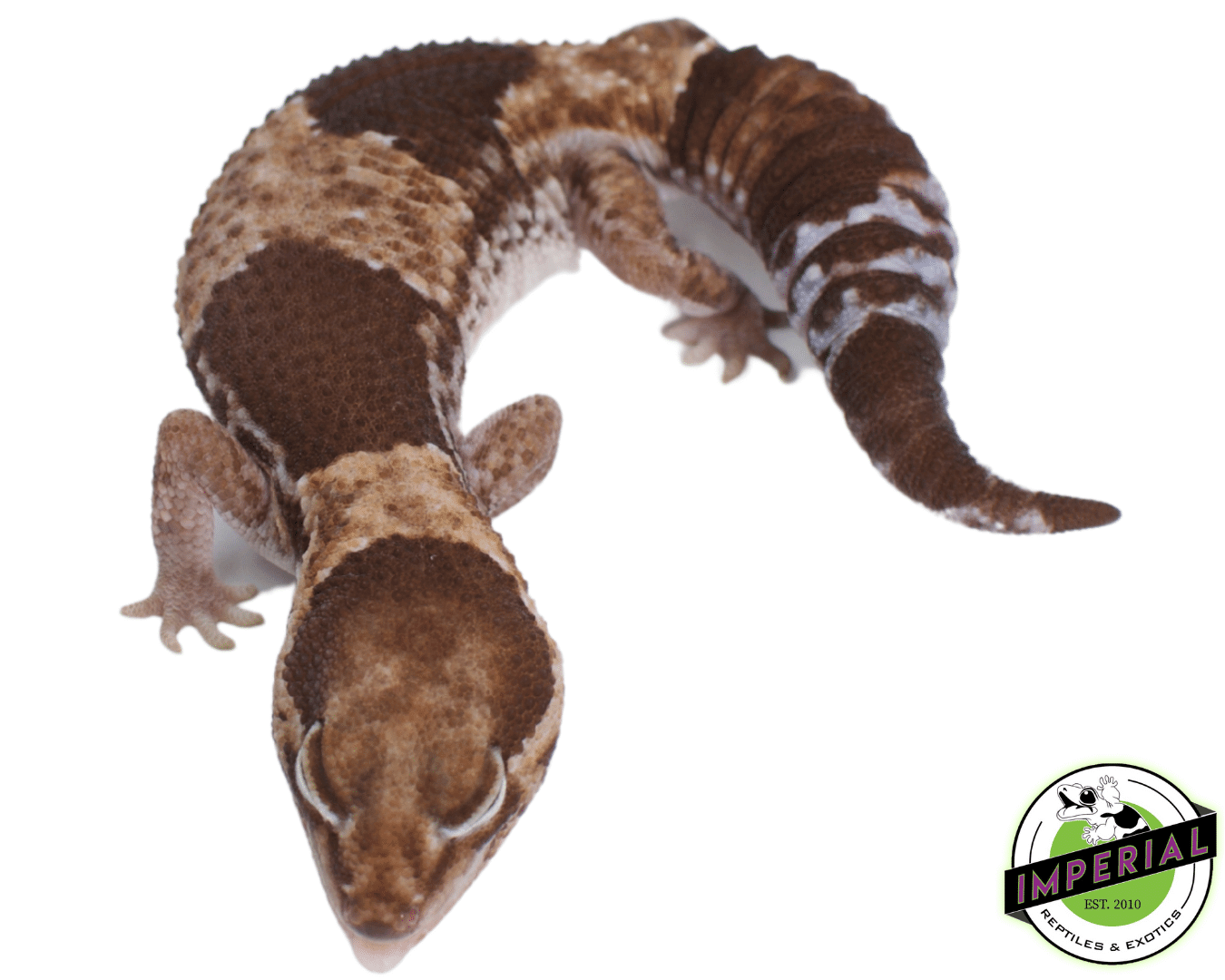 66% Het Zulu African Fat Tail Gecko — image 2