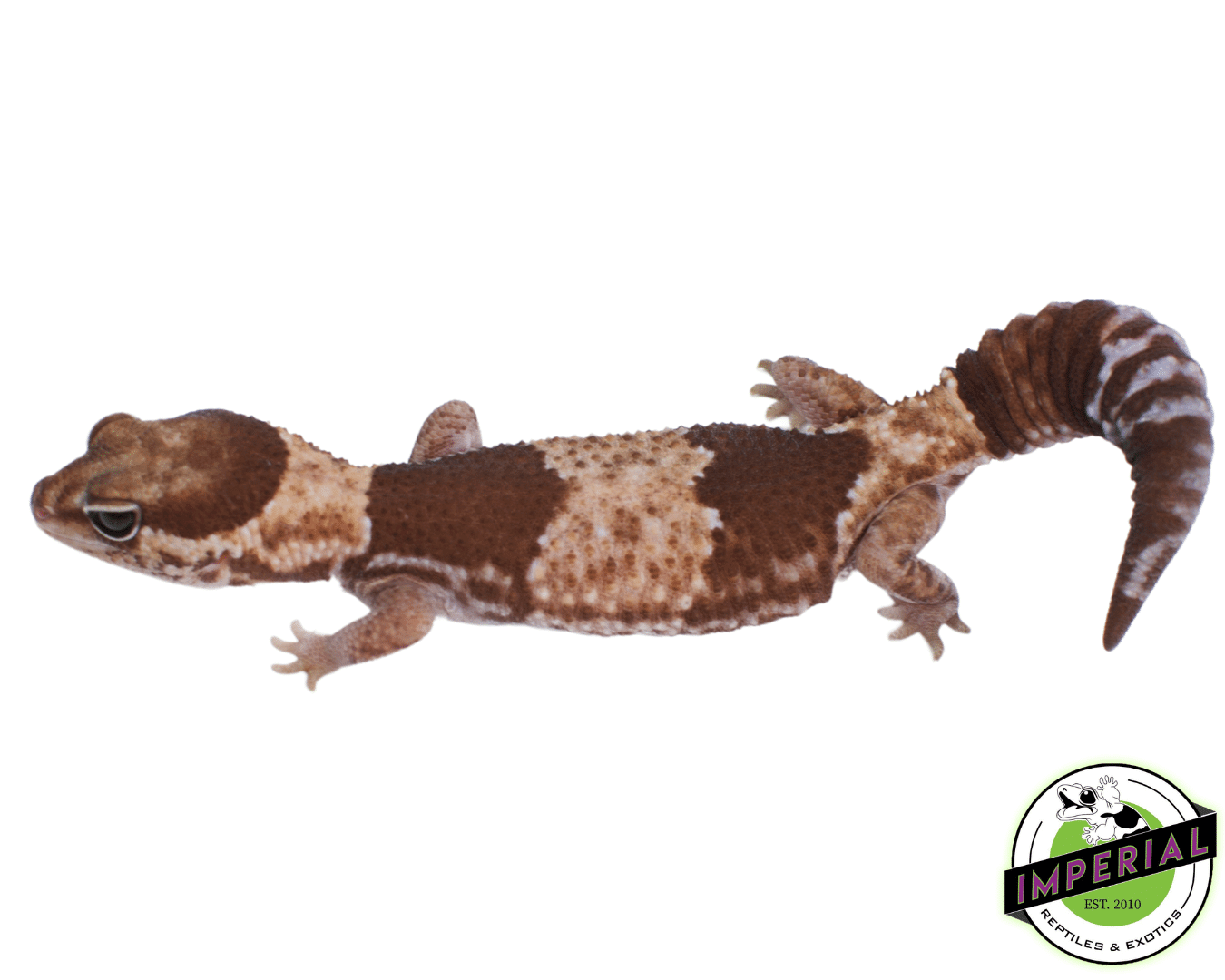66% Het Zulu African Fat Tail Gecko
