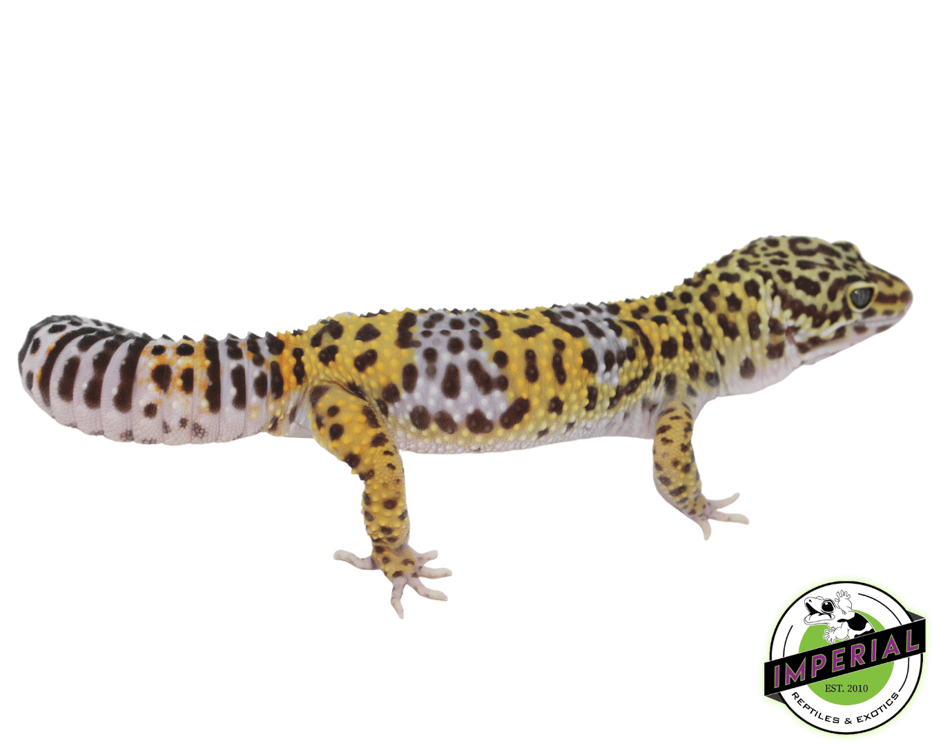 66% ph Rainwater BEA Leopard Gecko Adult — image 2
