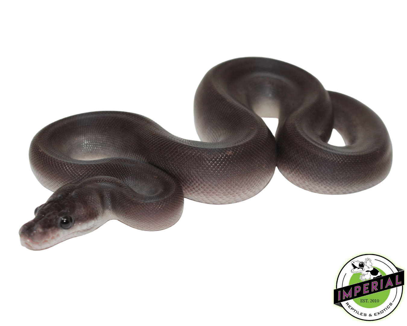 8 Ball Ball Python Baby — image 2