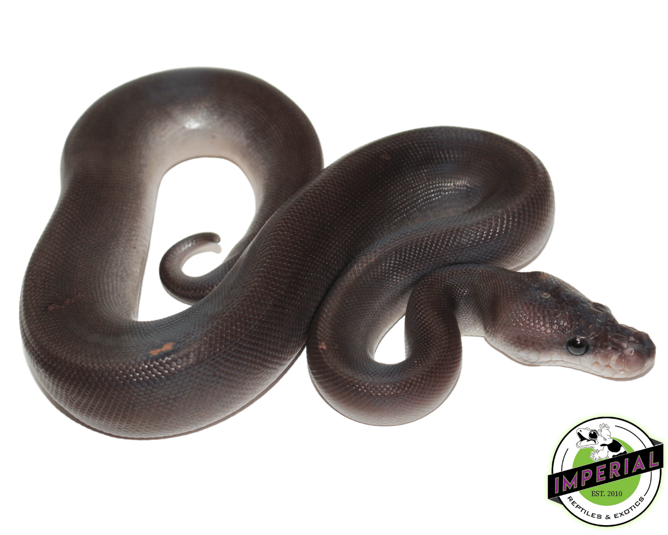 8 Ball Ball Python Baby