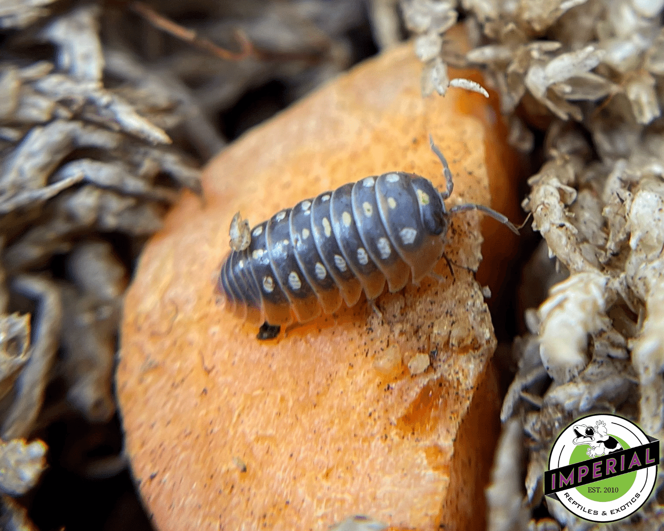 A. klugii "Montenegro Clown" Isopods