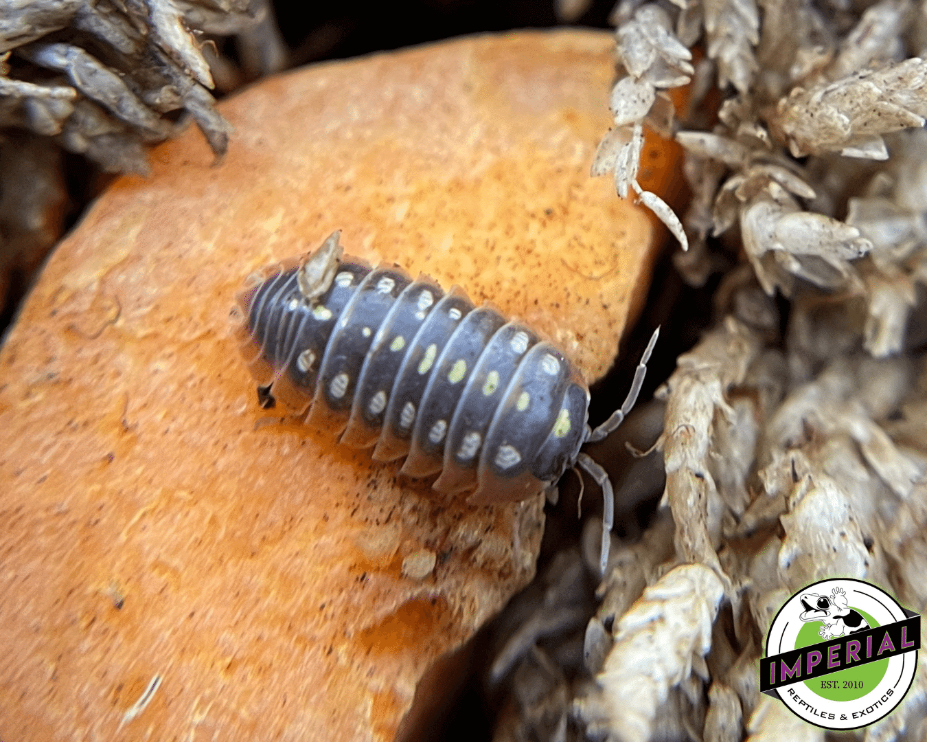 A. klugii "Montenegro Clown" Isopods — image 2