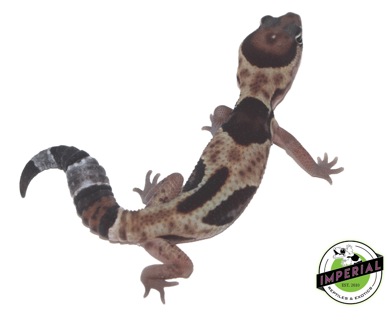 Aberrant African Fat Tail Gecko Baby — image 2