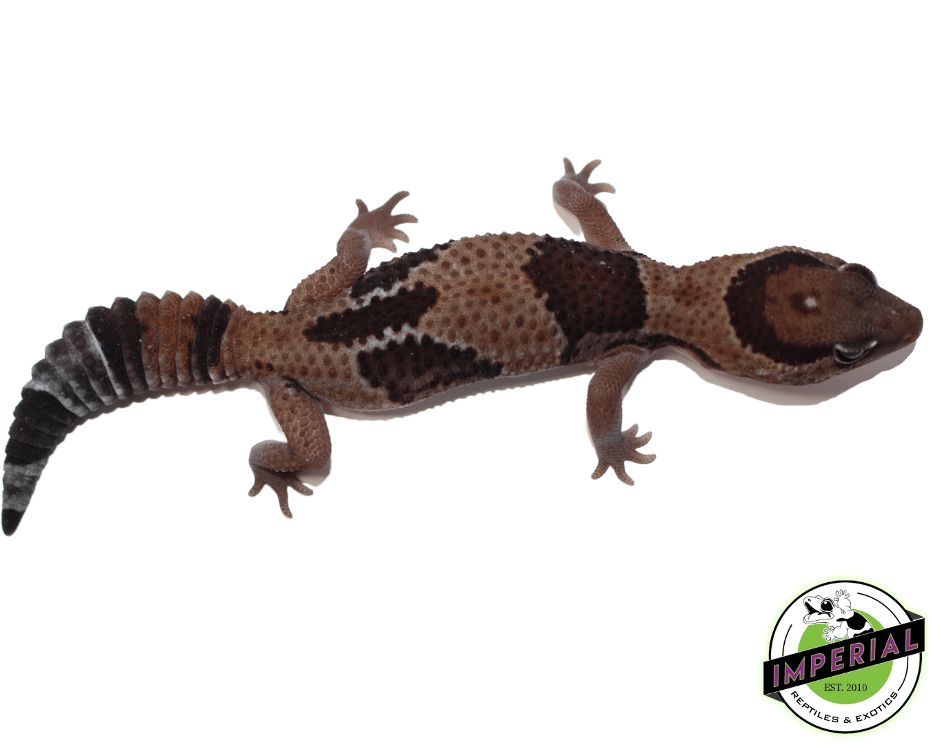 Aberrant African Fat Tail Gecko — image 2