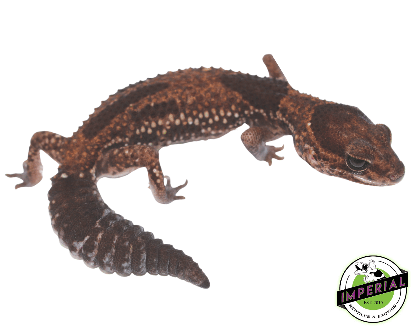 Aberrant African Fat Tail Gecko — image 3
