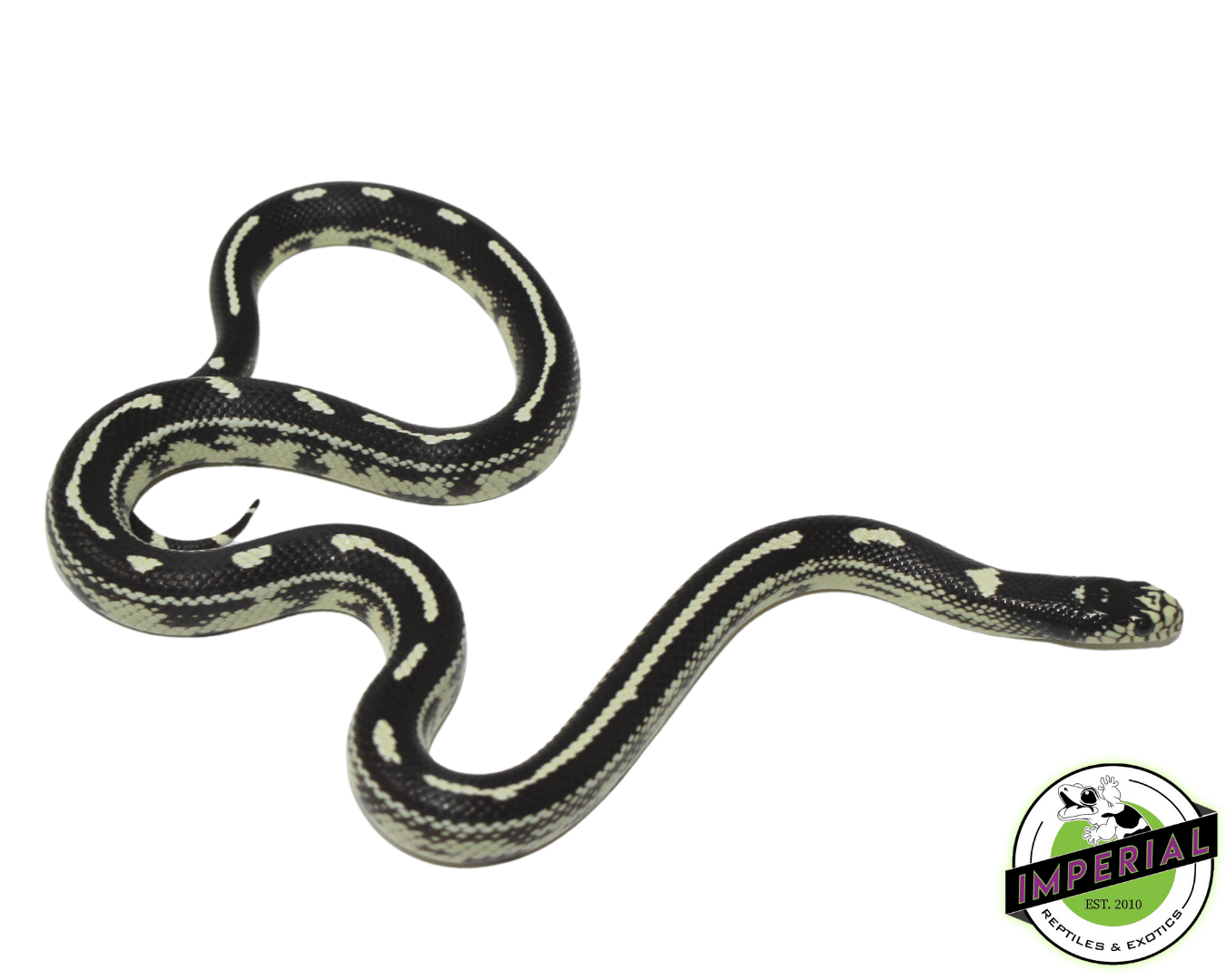Aberrant California Kingsnake