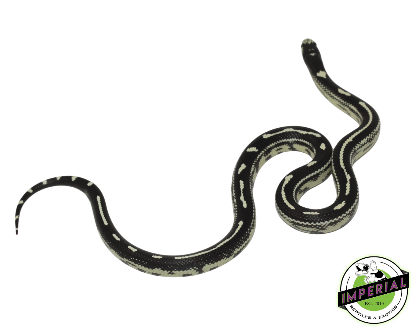 Aberrant California Kingsnake — image 2