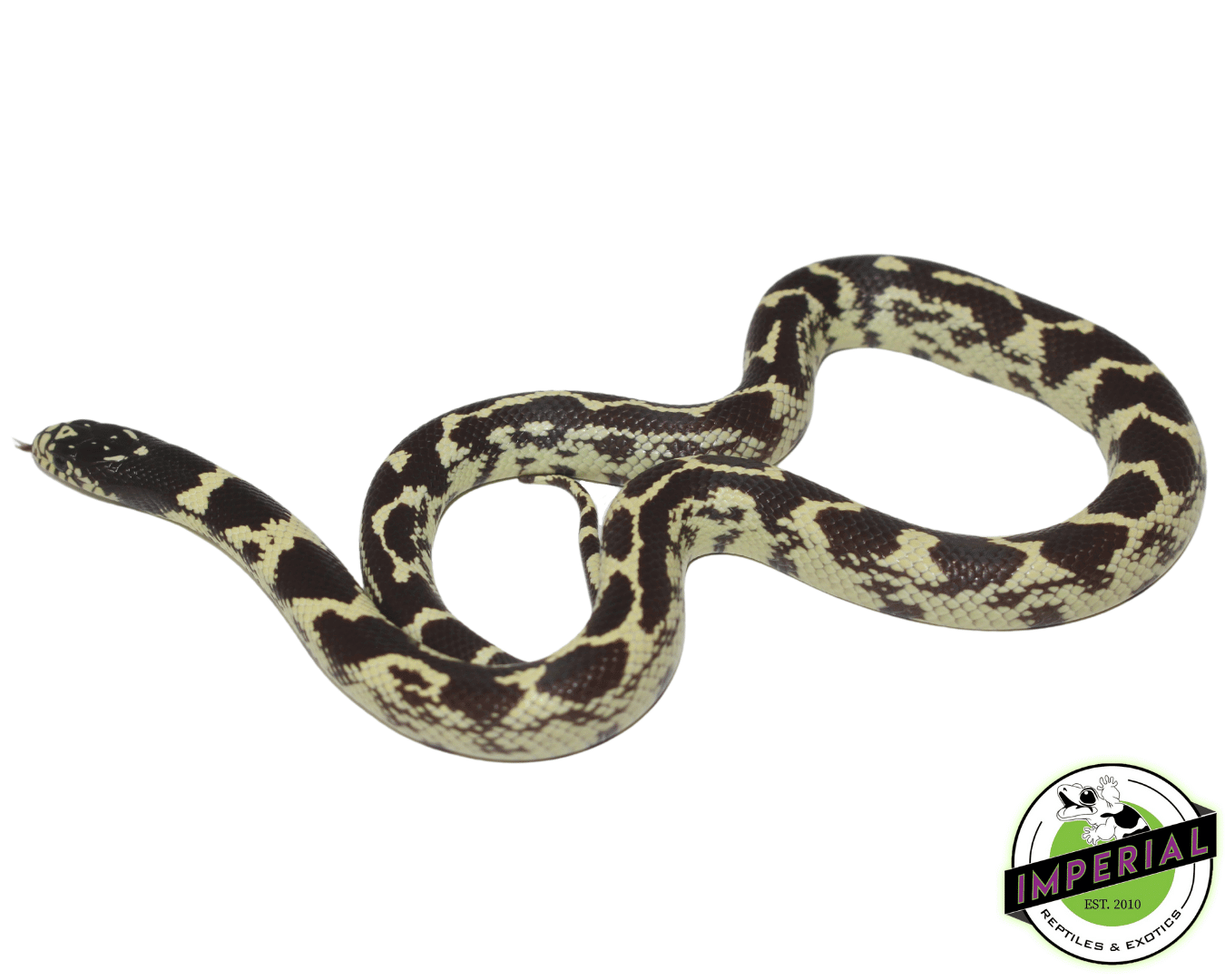 Aberrant Hypo California Kingsnake