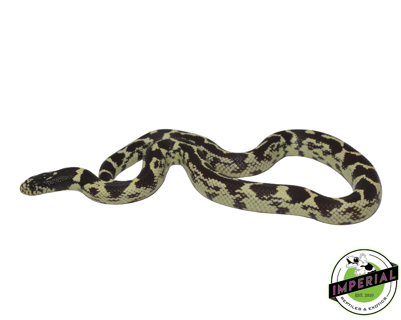 Aberrant Hypo California Kingsnake — image 2