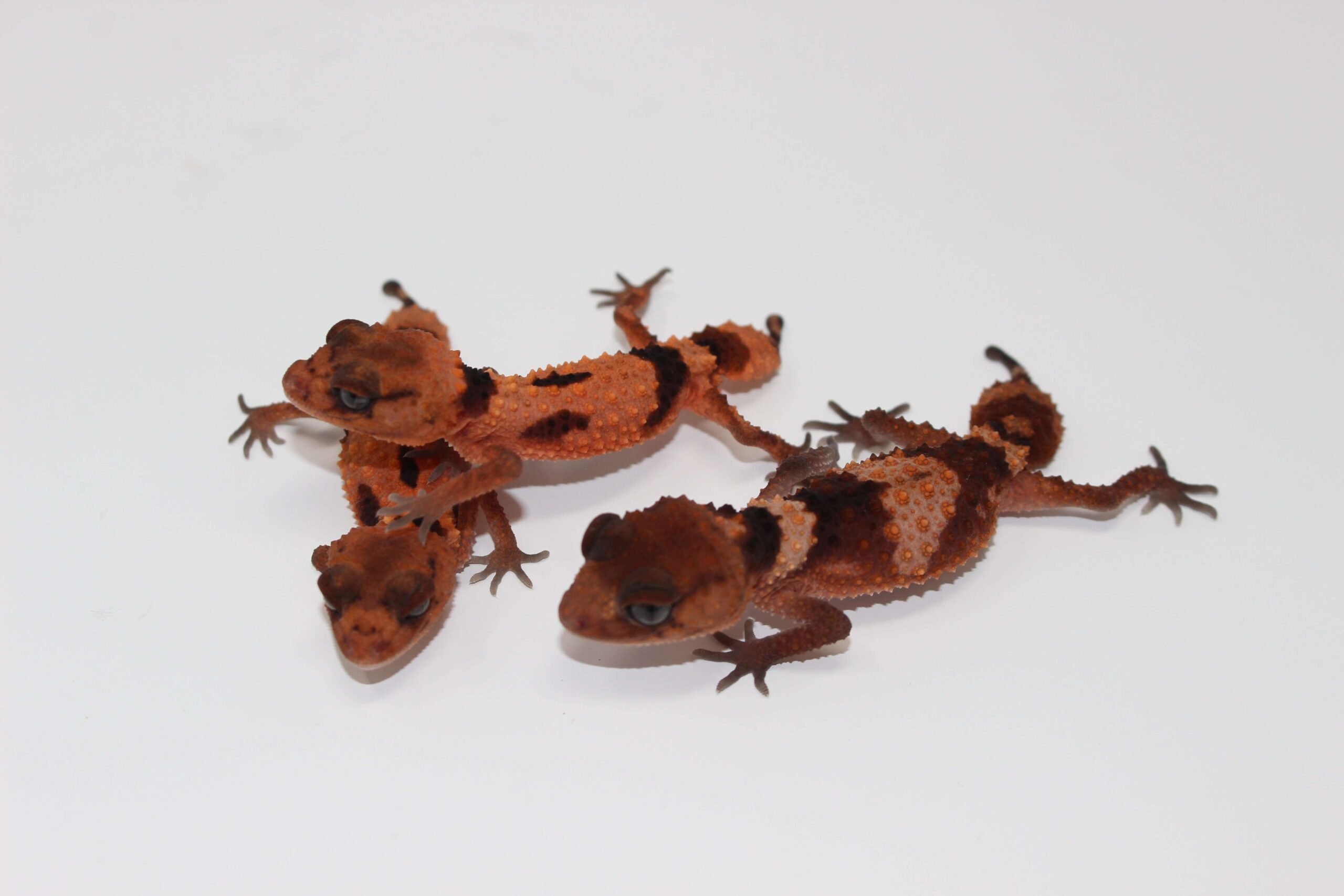 Aberrant Rough Knob Tail Gecko Adult Male — image 2