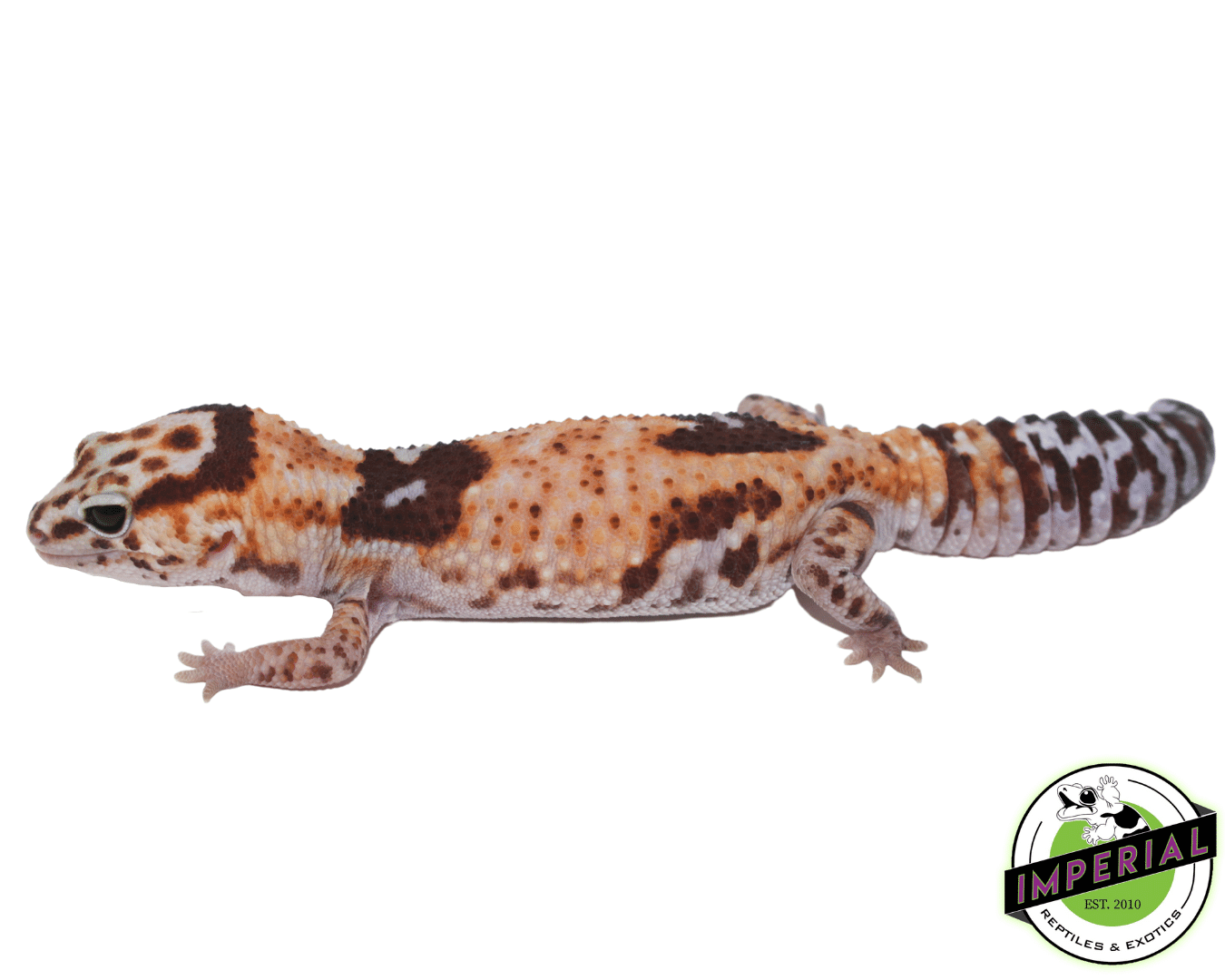 Aberrant Whiteout 100% het Amel African Fat Tail Gecko Adult Female — image 2