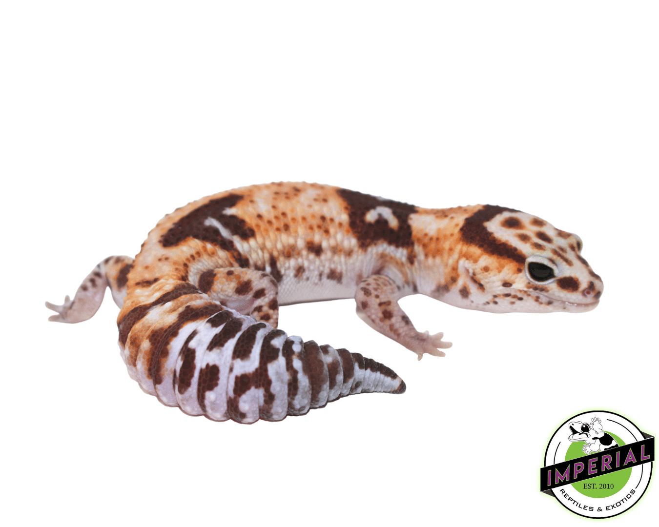 Aberrant Whiteout 100% het Amel African Fat Tail Gecko Adult Female