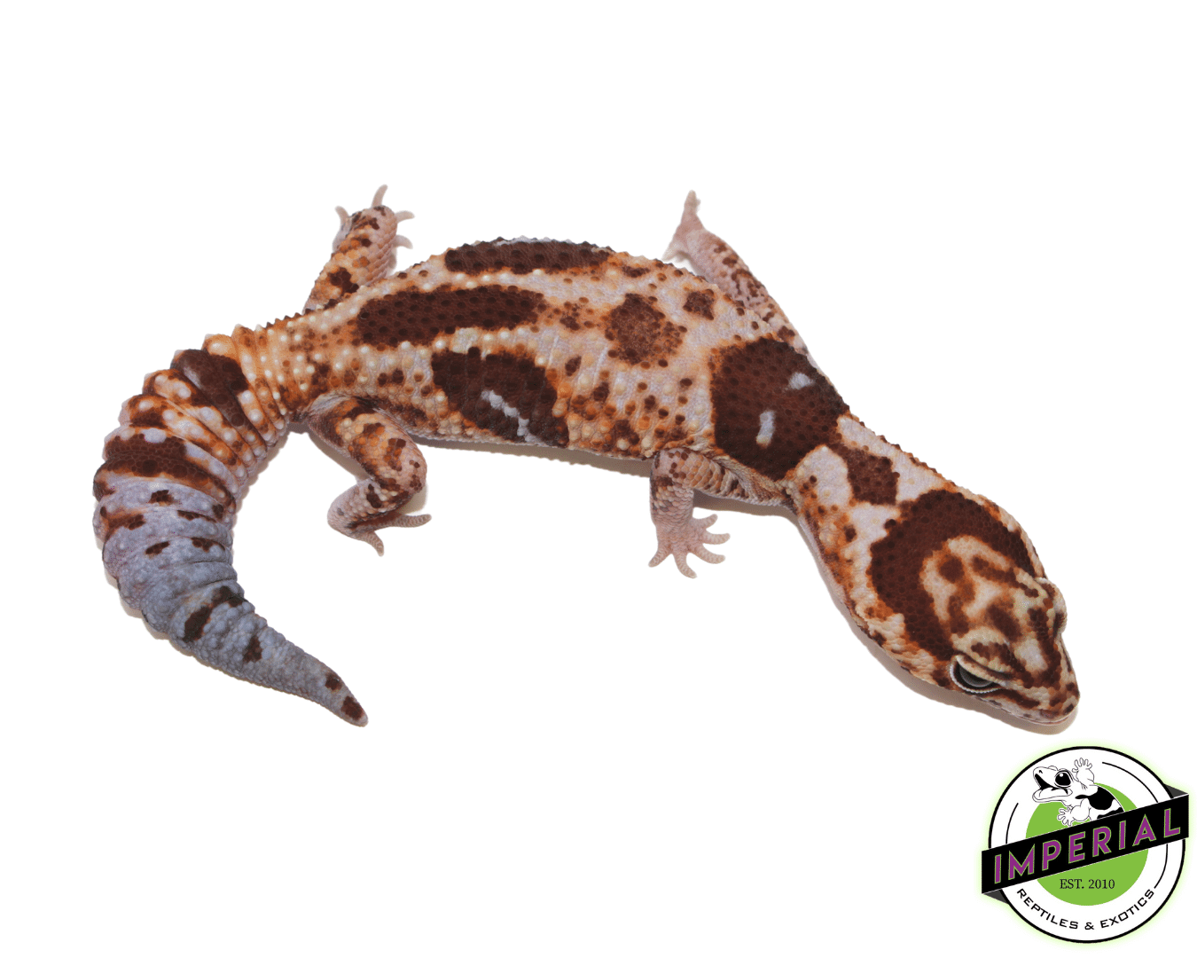 Aberrant Whiteout African Fat Tail Gecko Adult — image 2
