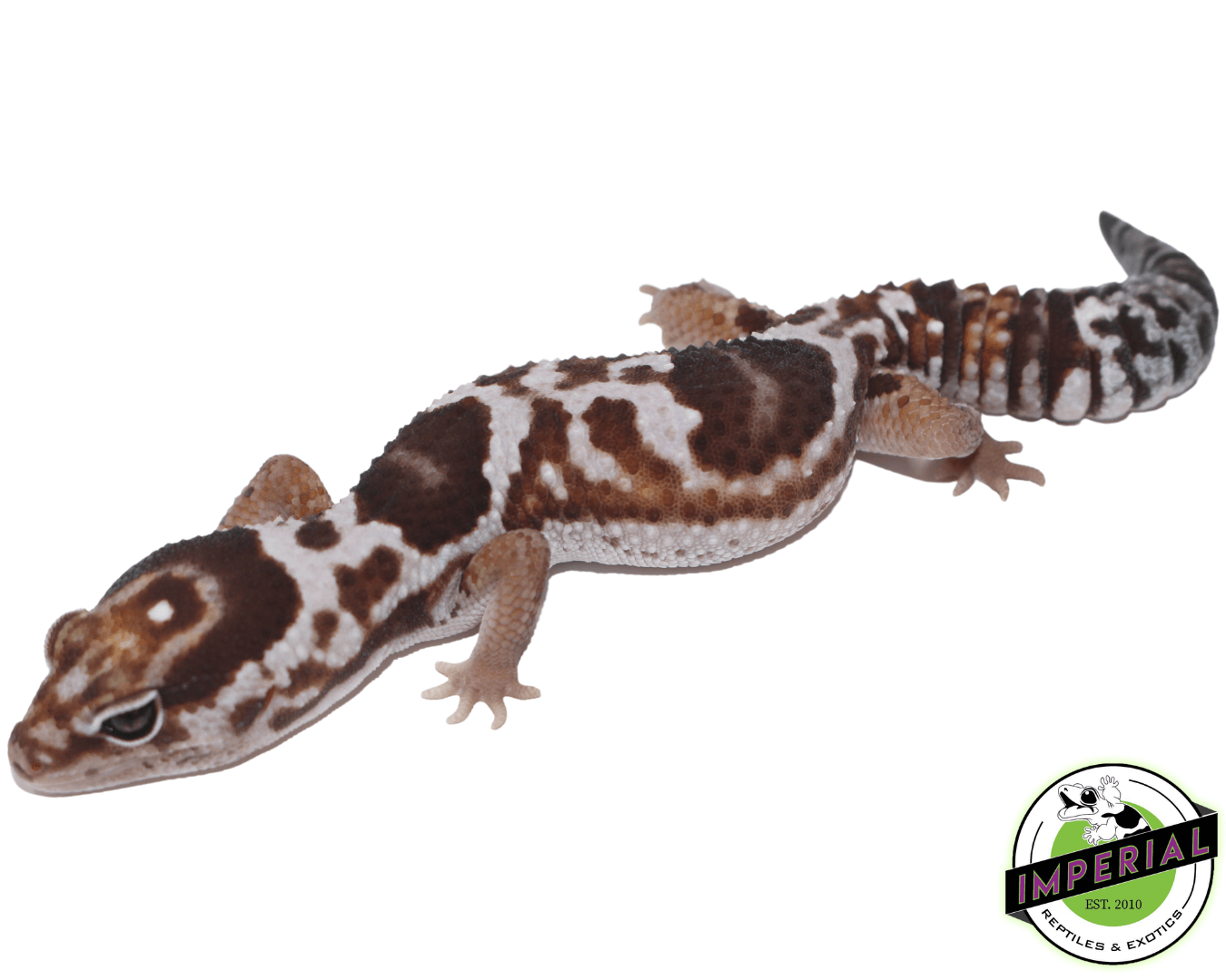 Aberrant Whiteout het. Snow Fat Tail Gecko — image 2