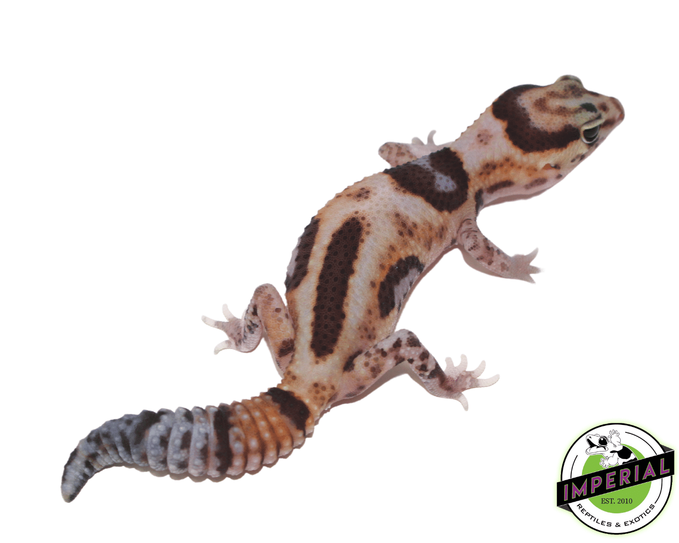 Aberrant Whiteout ph Amel Oreo African Fat Tail Gecko — image 2
