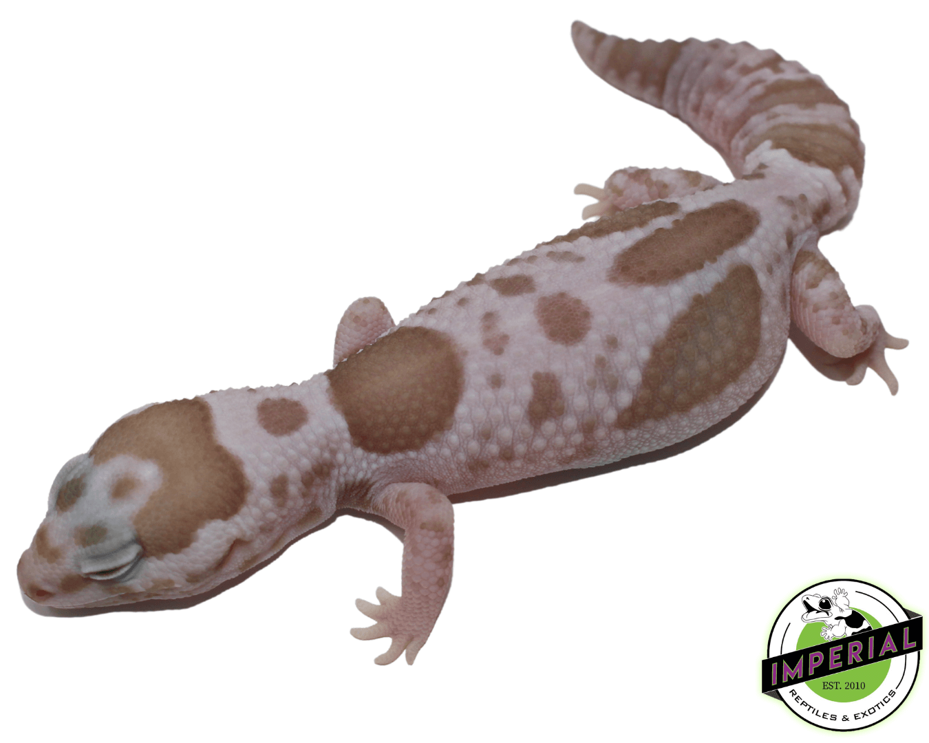 Aberrant Whiteout Snow (Oreo x Caramel) African Fat Tail Gecko — image 3