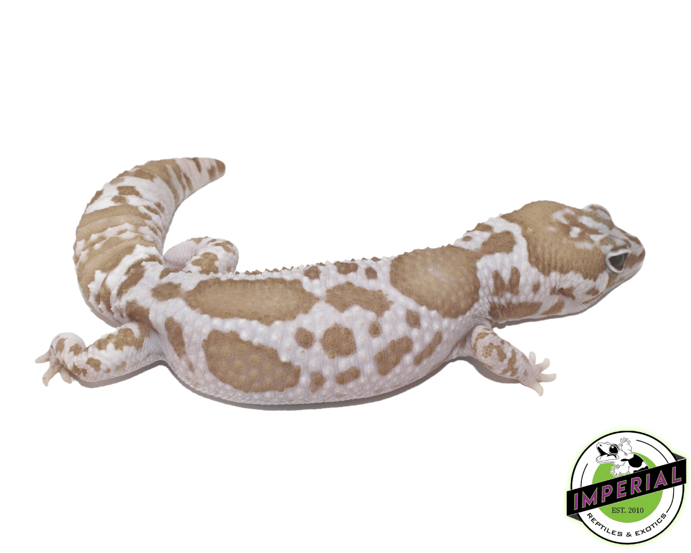 Aberrant Whiteout Snow (Oreo x Caramel) African Fat Tail Gecko — image 2