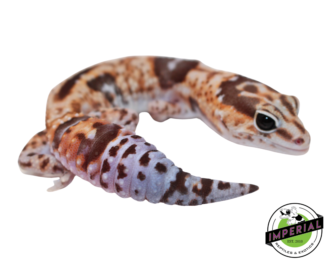 Aberrant Whiteout (Whitesock) African Fat Tail Gecko Adult Female (#121124-07)