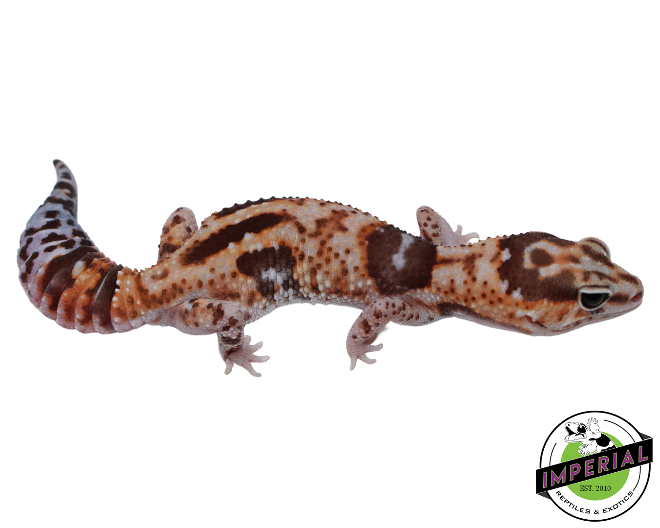 Aberrant Whiteout (Whitesock) African Fat Tail Gecko Adult Female (#121124-07) — image 2