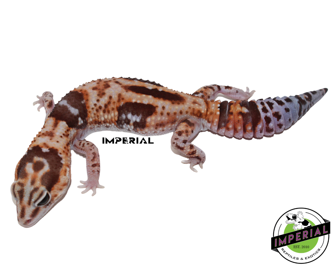 Aberrant Whiteout (Whitesock) African Fat Tail Gecko Adult Female (#121124-07) — image 3