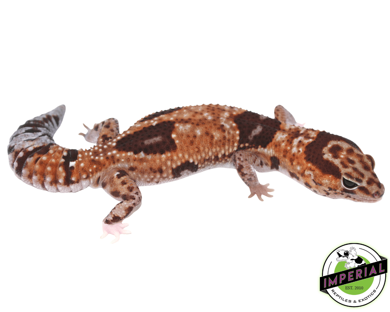 Aberrant Whiteout (Whitesock Line) African Fat Tail Gecko Adult