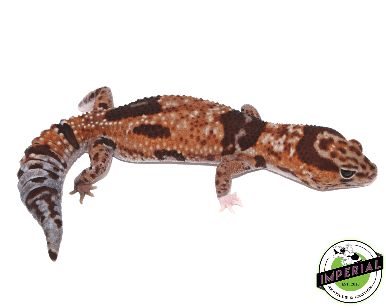 Aberrant Whiteout (Whitesock Line) African Fat Tail Gecko Adult — image 2