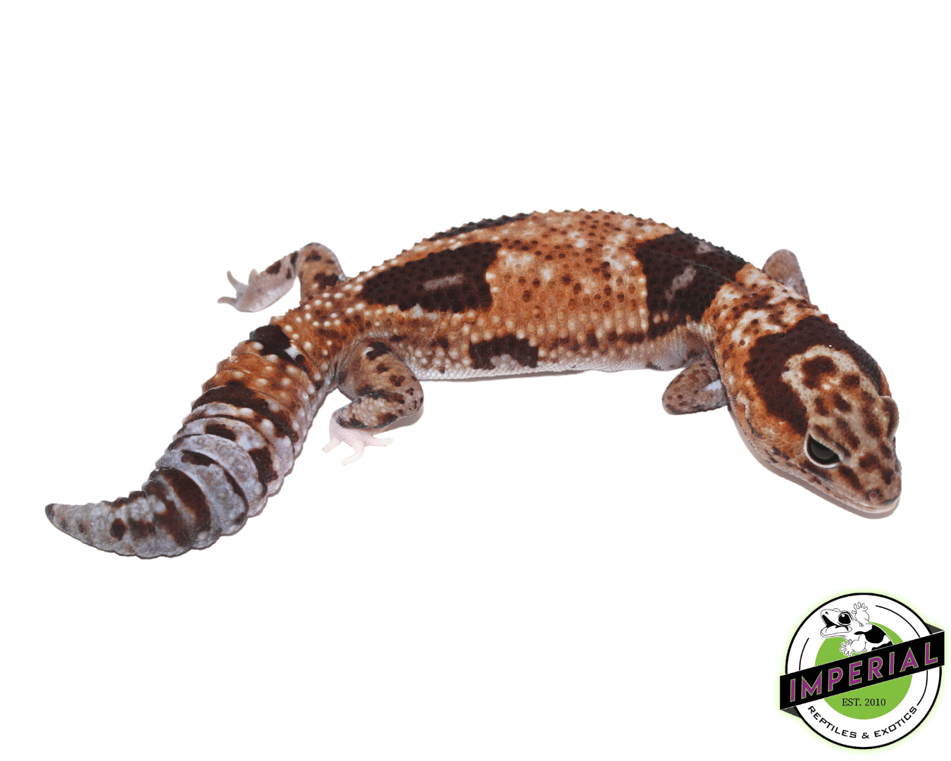 Aberrant Whitesock Whiteout 100% het Amel African Fat Tail Gecko — image 2