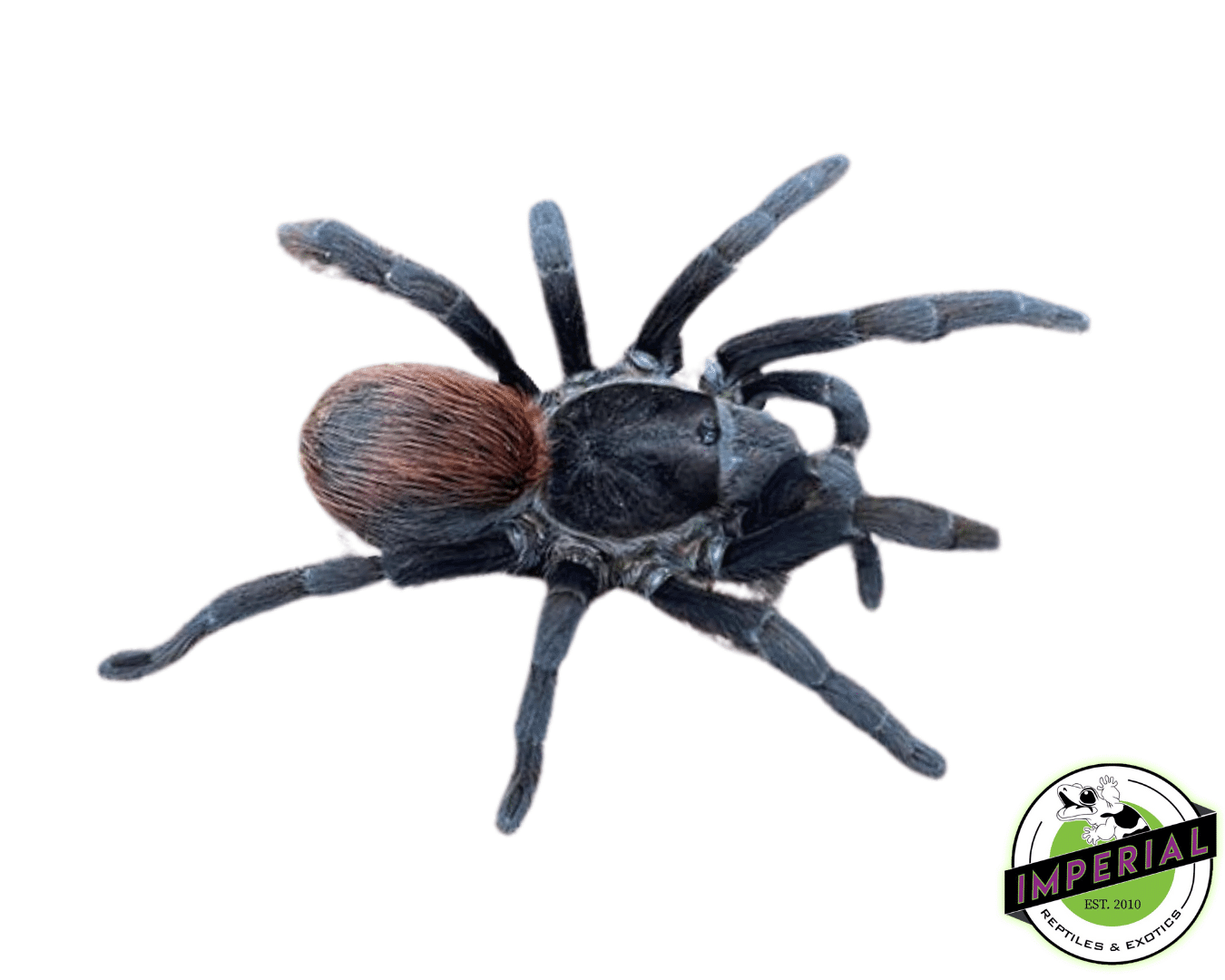 Acentropelma sp. "Chiapas" Tarantula