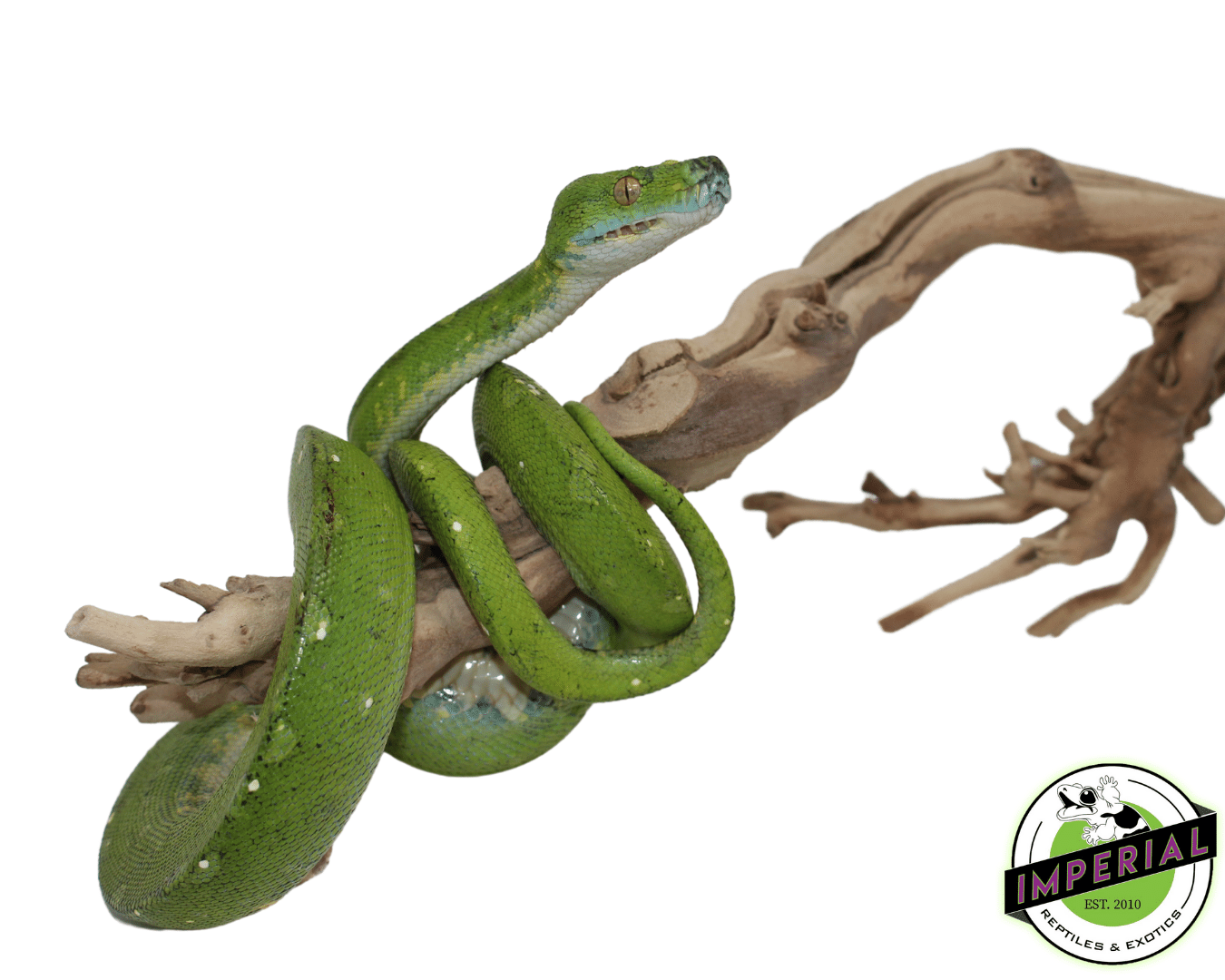 Adult Biak Green Tree Python — image 3