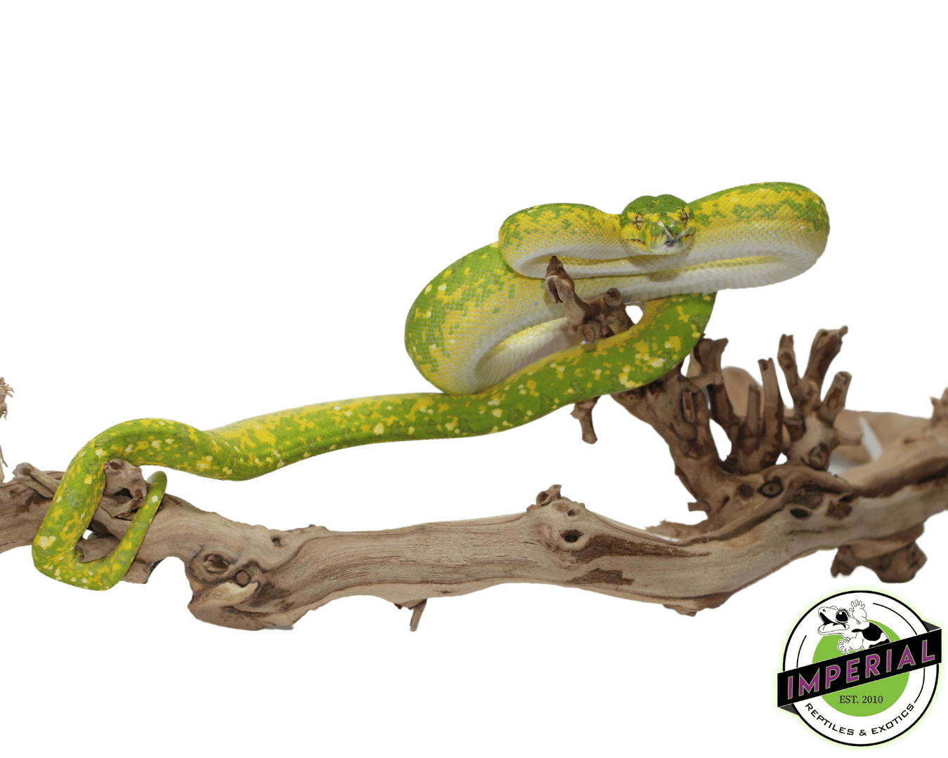 Adult Biak Green Tree Python — image 2