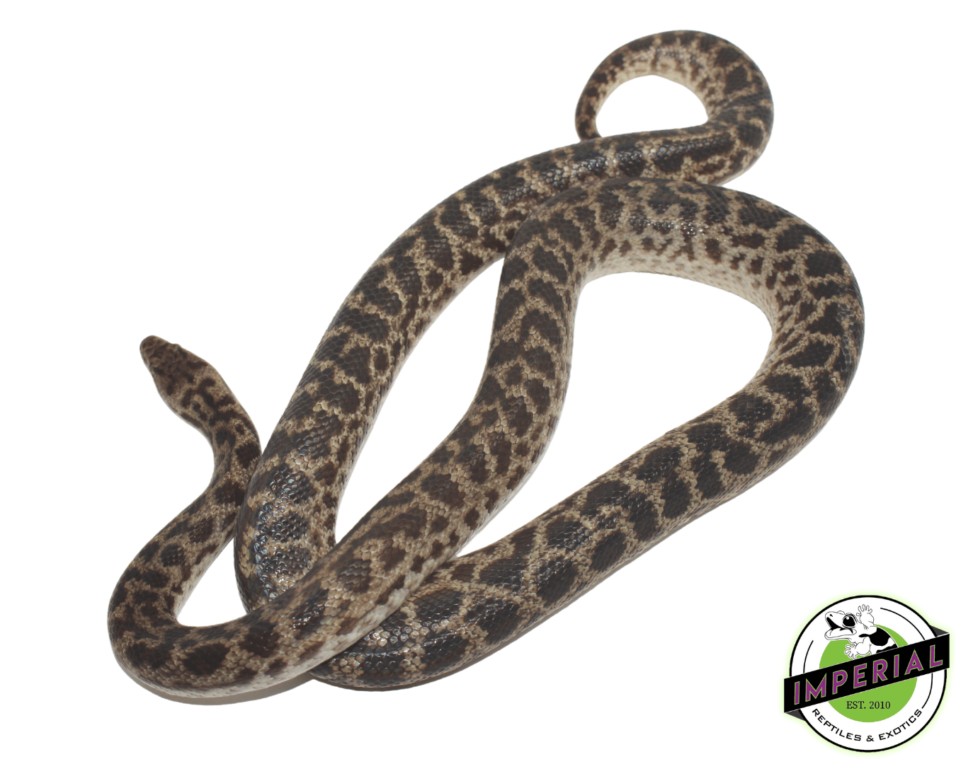 Adult Spotted Python — image 2