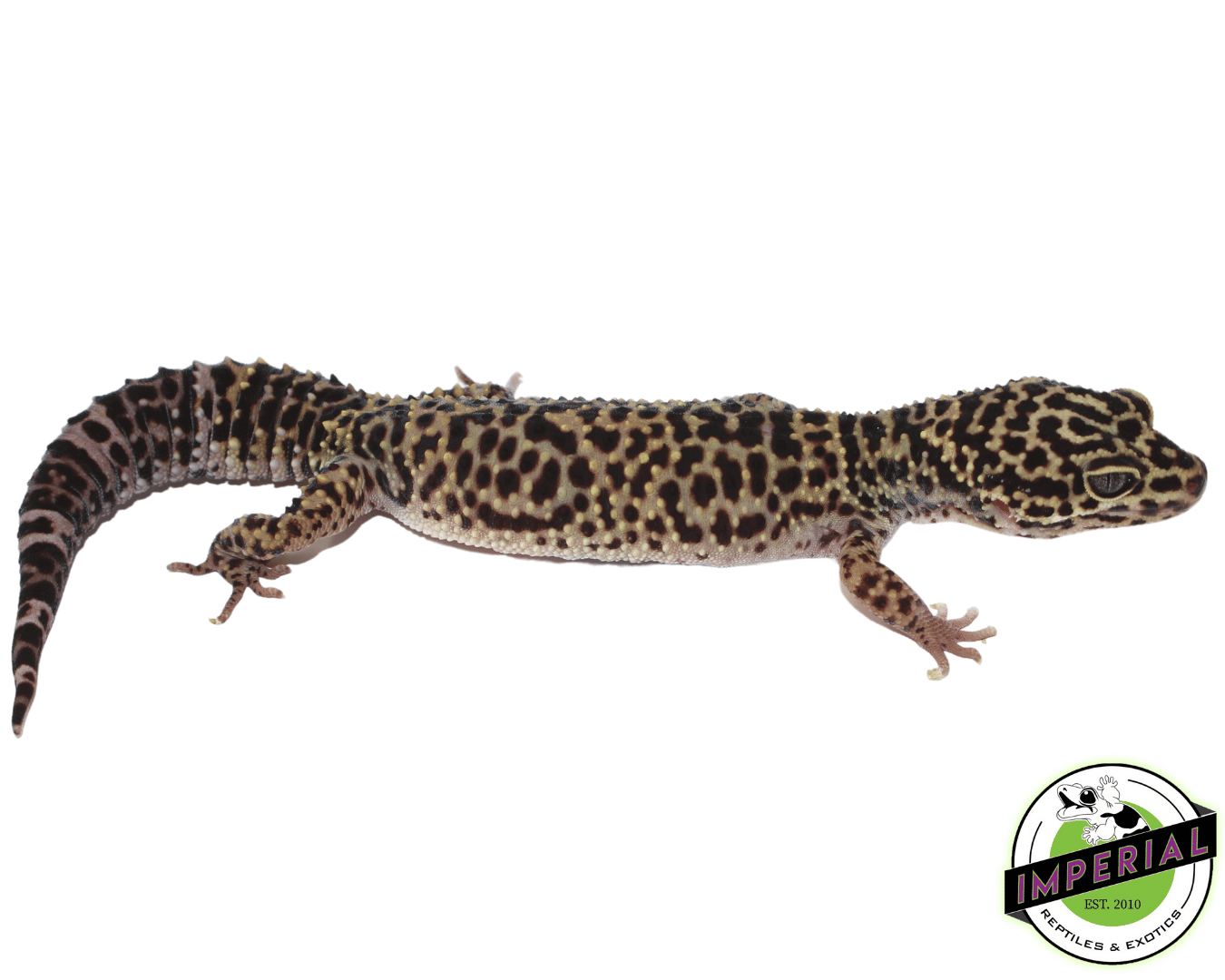 Afghan Leopard Gecko Female — image 2