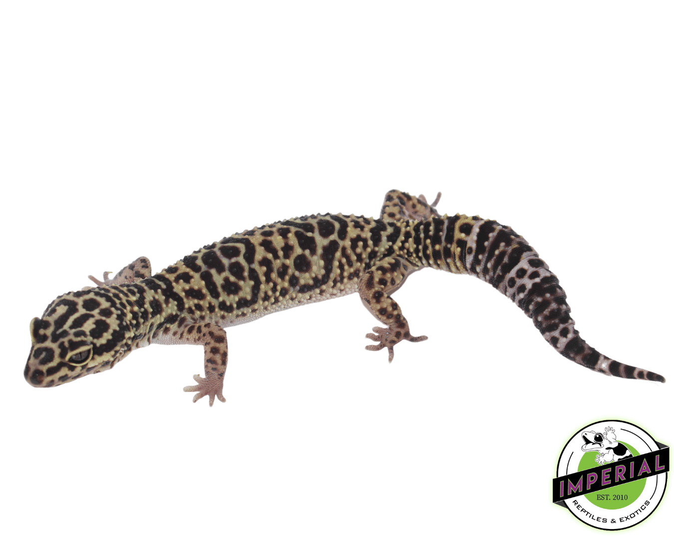 Afghan Leopard Gecko Female