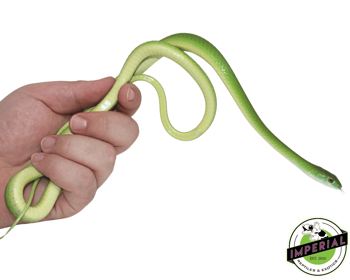 African Bush Snake — image 2