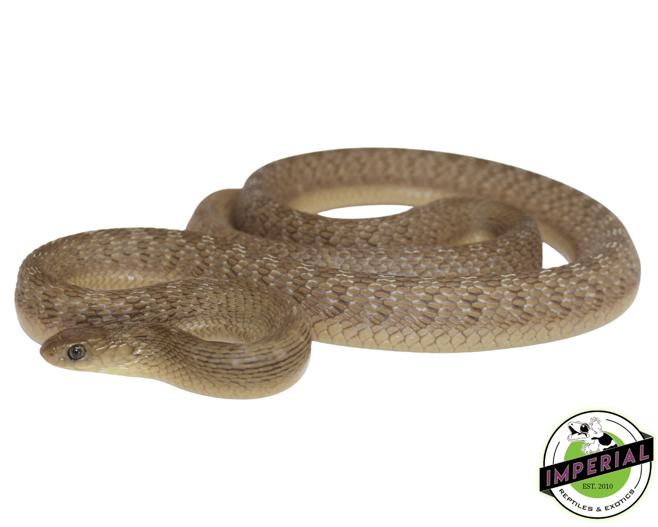 African Egg Eating Snake (Dasypeltis gansi) — image 2
