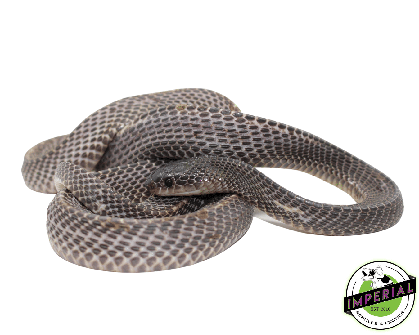 African File Snake