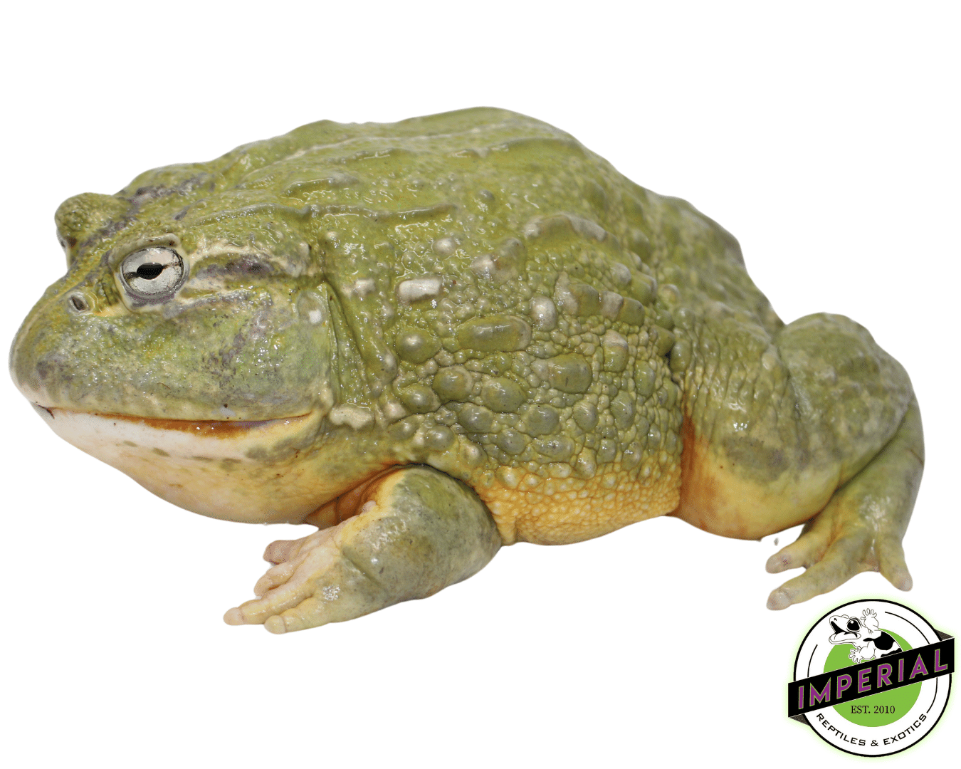 African Giant Pixie Frog Adult