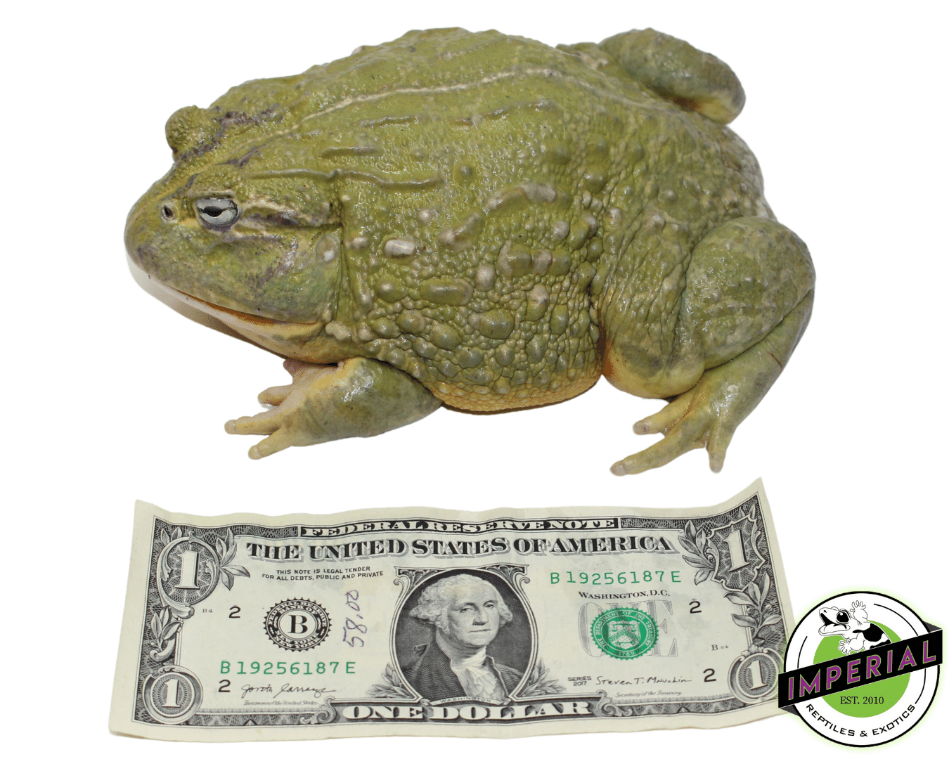 African Giant Pixie Frog Adult — image 2