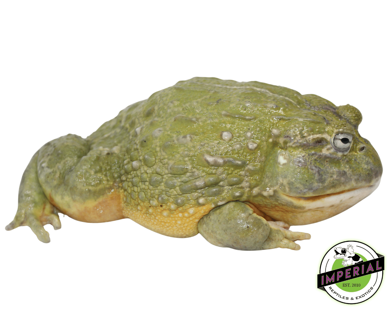 African Giant Pixie Frog Adult — image 3