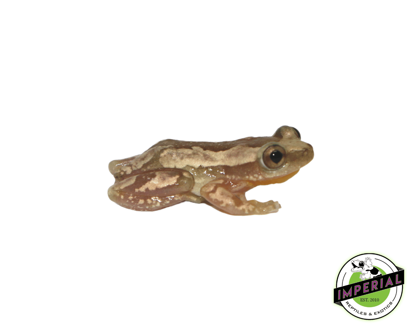 African Reed Frog