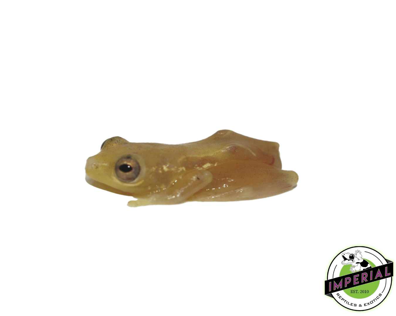 African Reed Frog — image 2