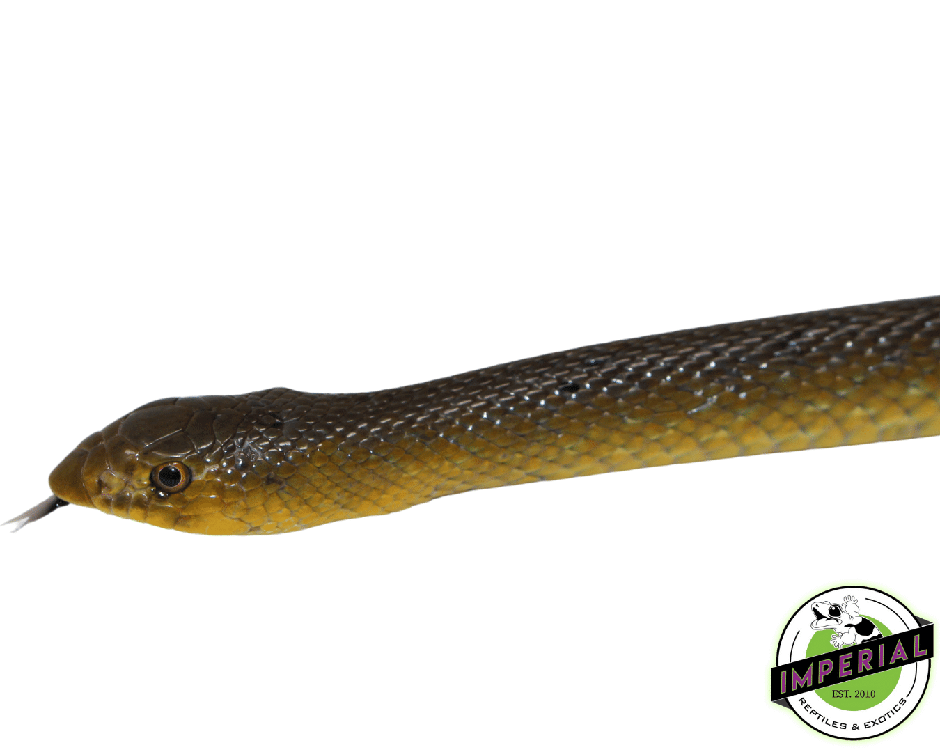 African Shovel Nosed Snake — image 2