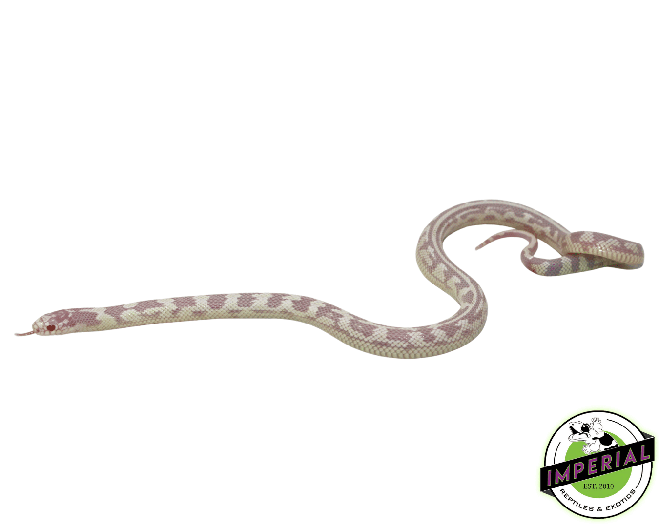 Albino Aberrant California King Female